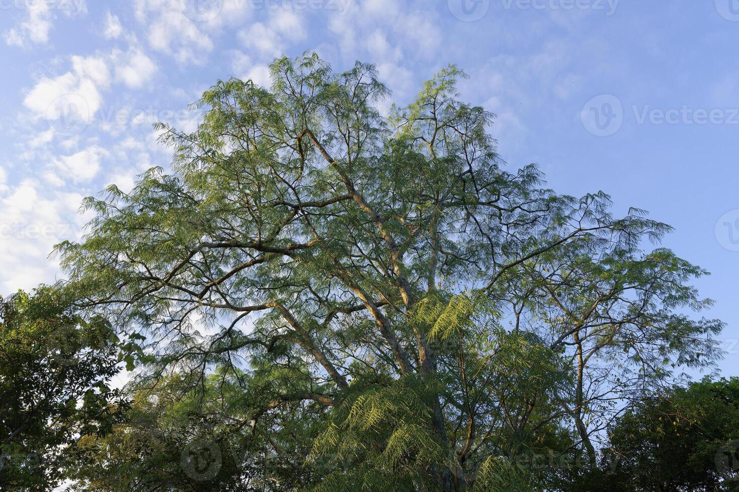 träd i de i de översvämmad skog, amazonas stat, Brasilien foto