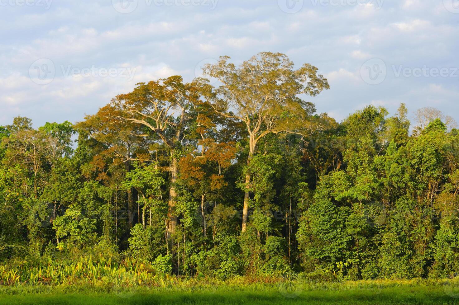 amazon tropisk regn skog på oxbow sjö, manu nationell parkera, peruvian amazon, peru foto