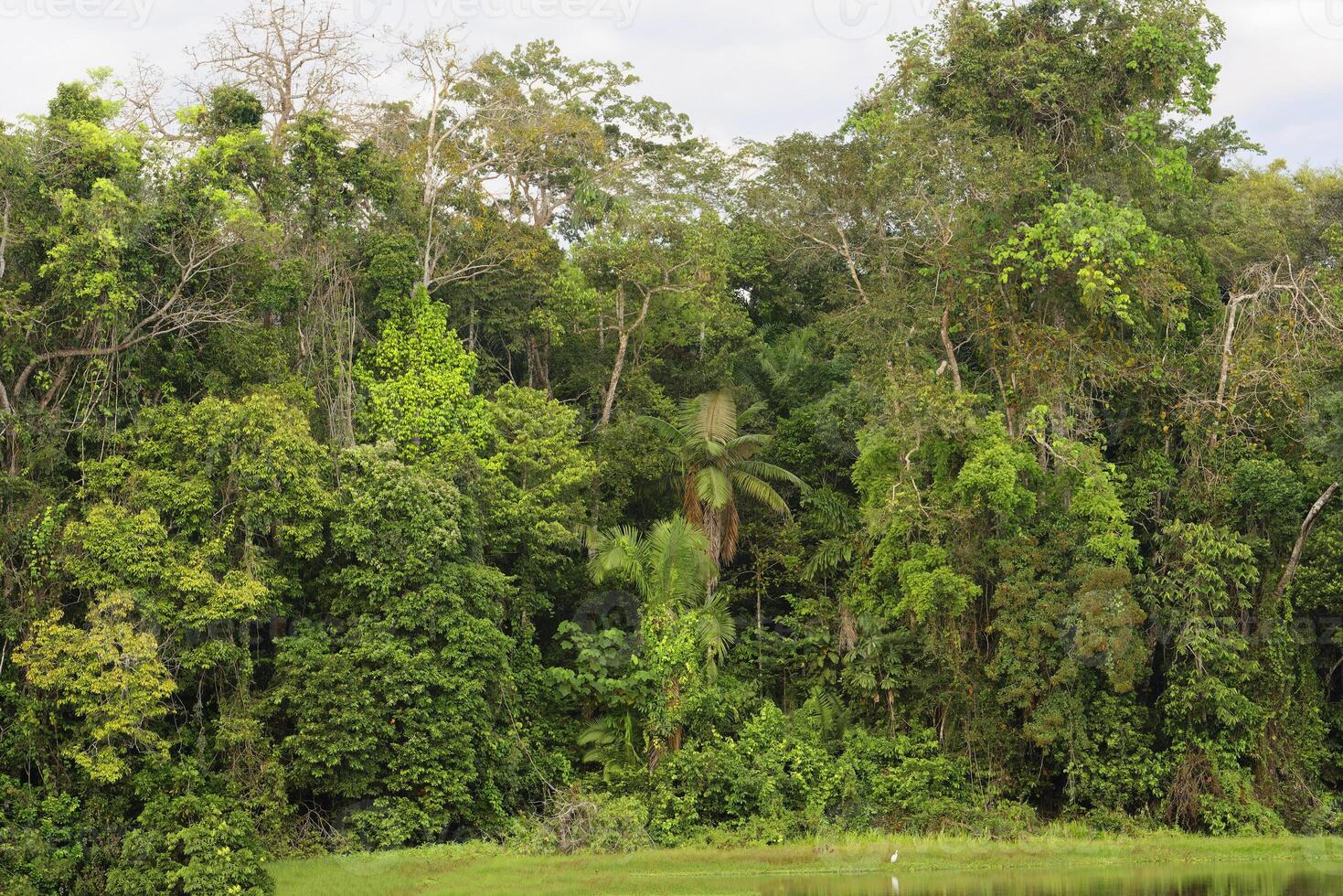 amazon tropisk regn skog på oxbow sjö, manu nationell parkera, peruvian amazon, peru foto