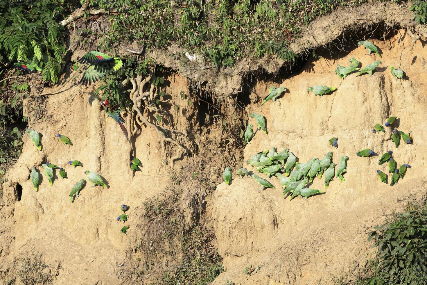 andean parakiter, bolborhynchus orbyggnesius, och blå headed papegojor, pionus menstruation, på lera slicka, manu nationell parkera, peruvian amazon, peru foto