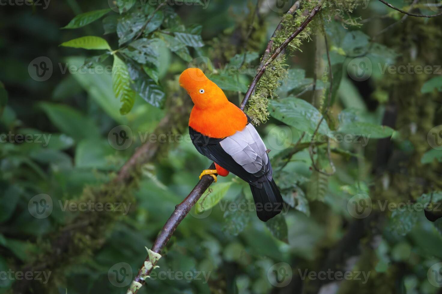 manlig andean kuk av de sten, rupicola peruviana, i de manu nationell parkera moln skog, peruvian nationell fågel, peru, söder Amerika foto