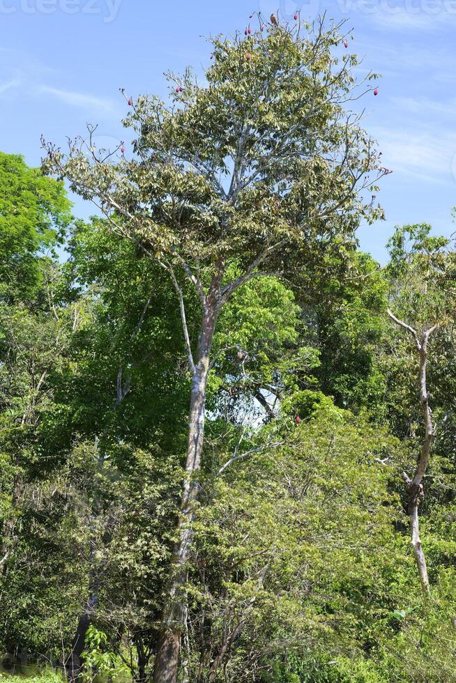 kapock träd i de i de översvämmad skog, amazonas stat, Brasilien foto