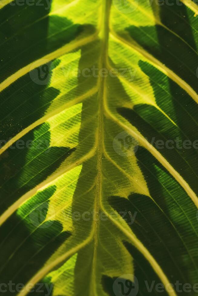 närbild av en skön texturerad maranta blad. foto