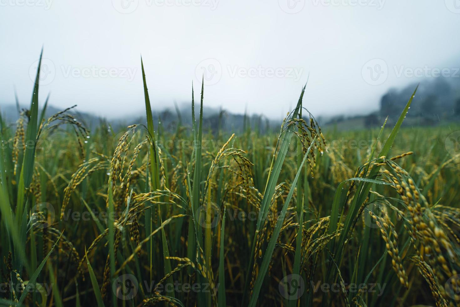 ris och risfält på en regnig dag foto