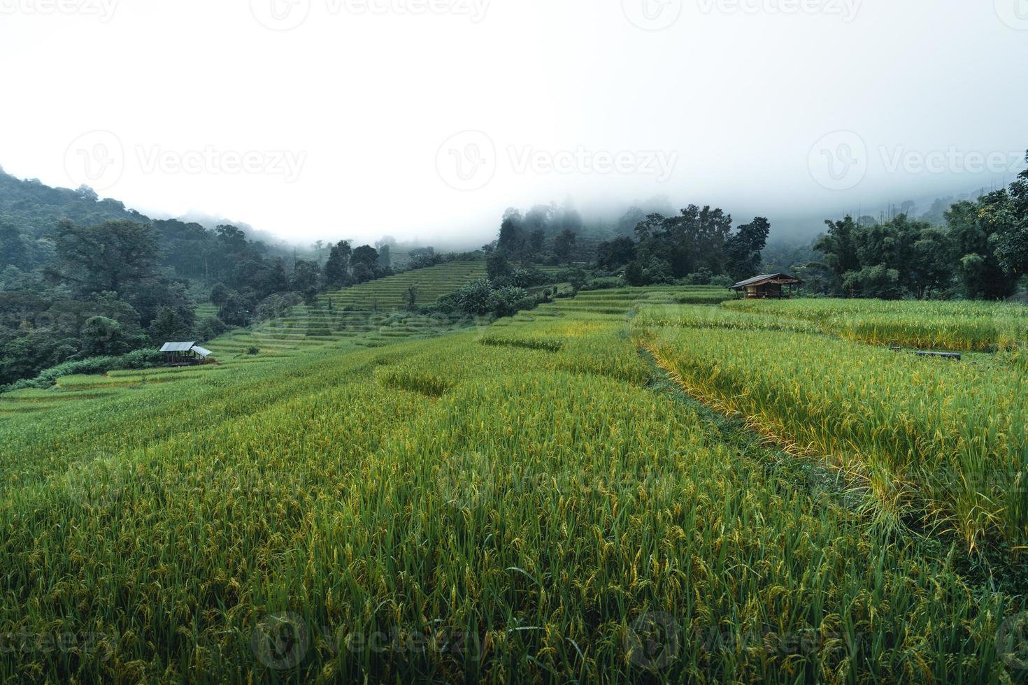 ris och risfält på en regnig dag foto