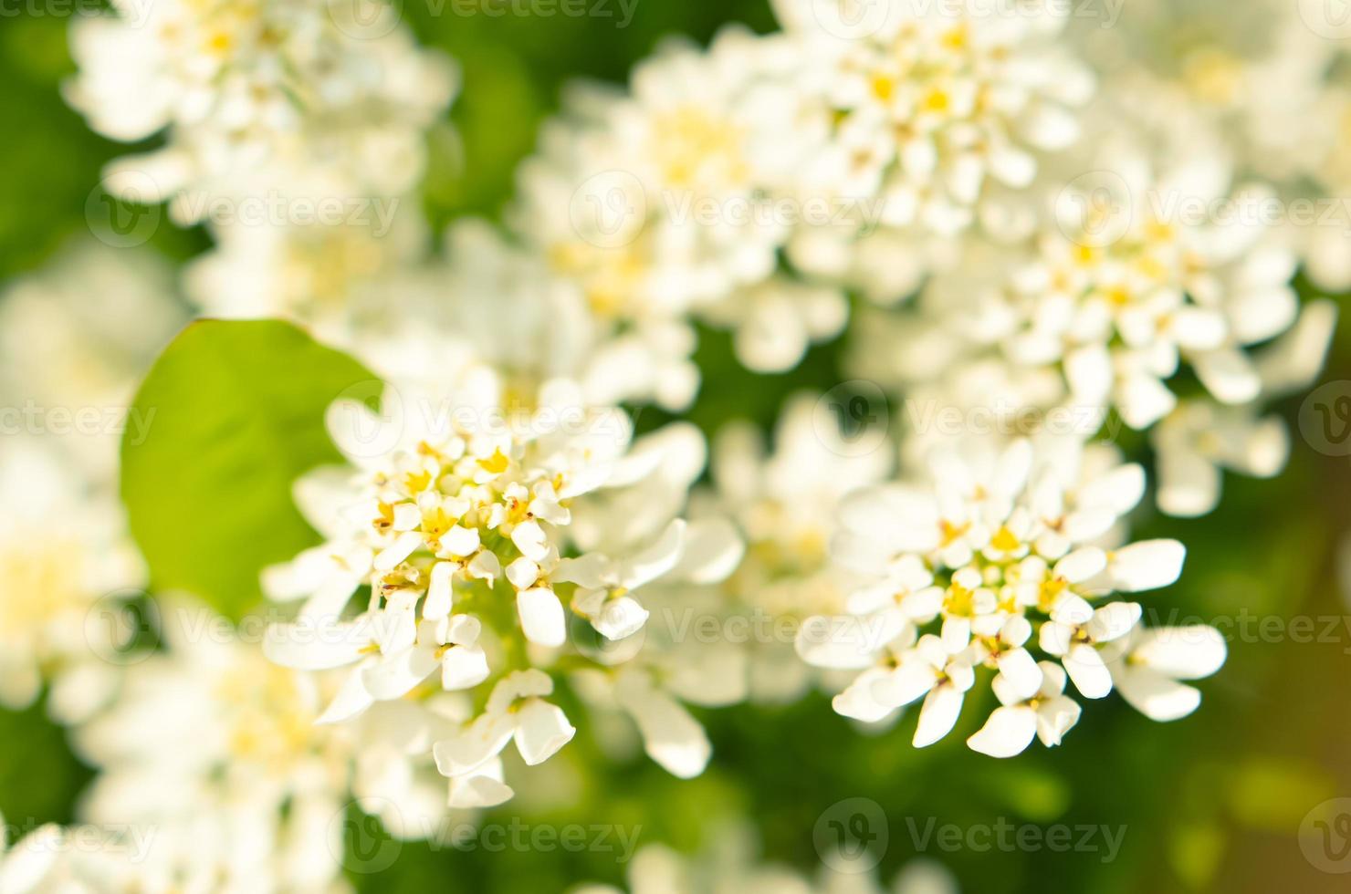 iberis saxatilis, amara eller bitter candytuft många vita blommor foto