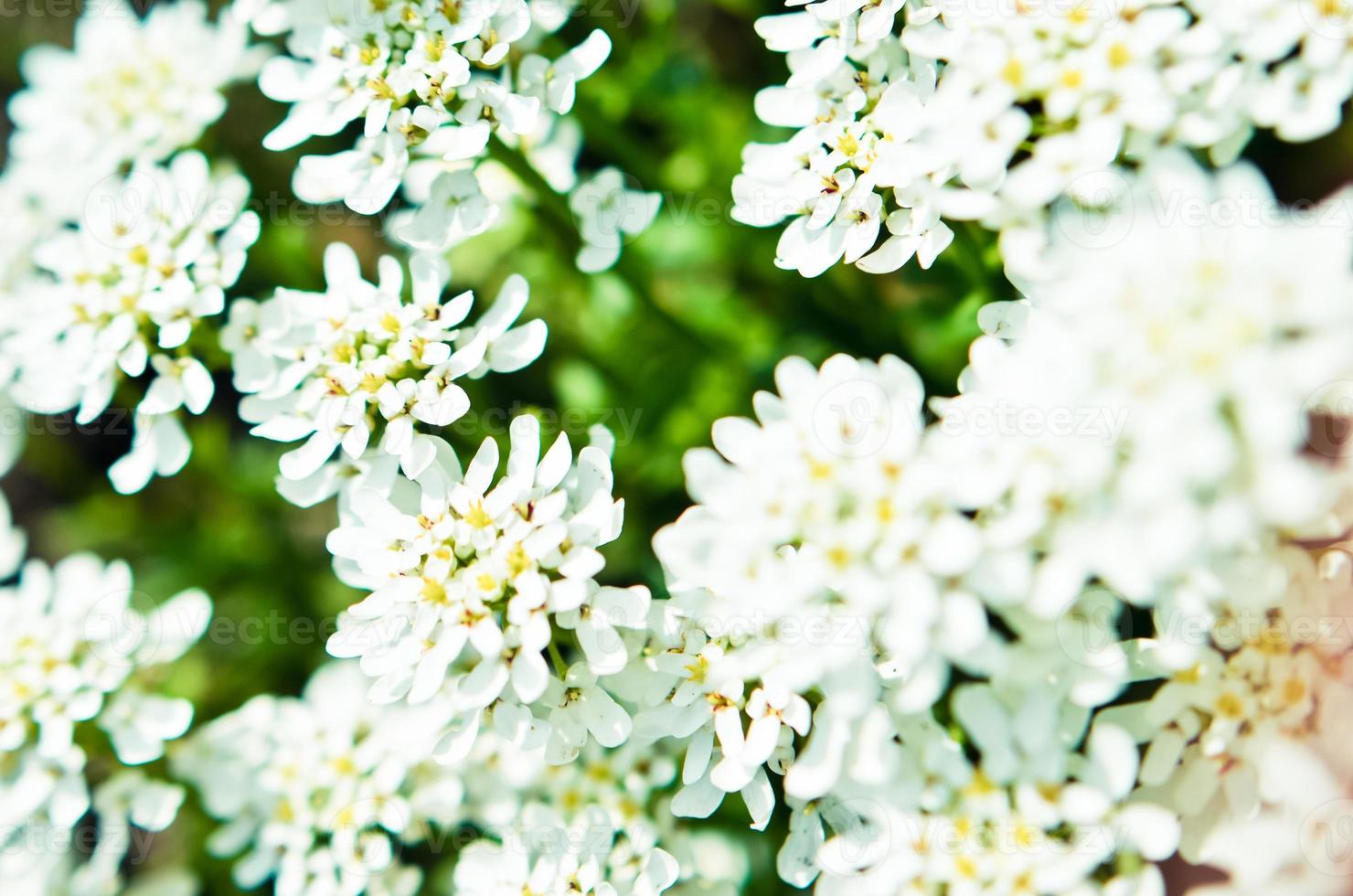 iberis saxatilis, amara eller bitter candytuft många vita blommor foto