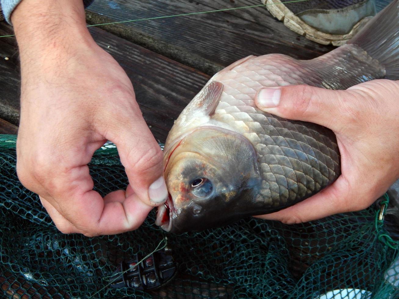 fiske på sjön och flodfisk foto