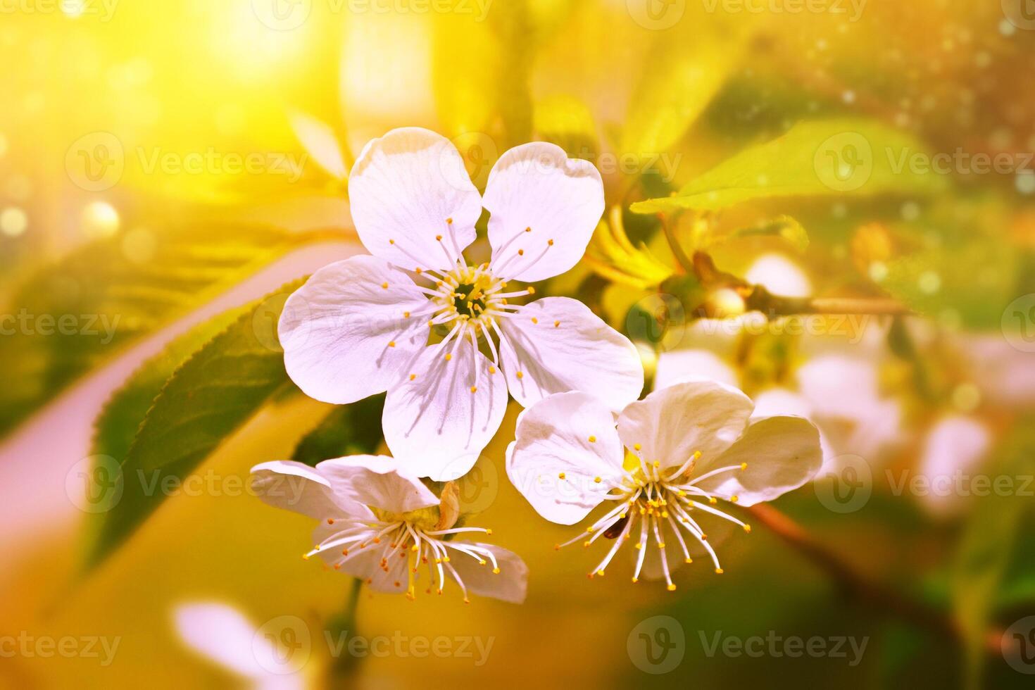 blommande gren körsbär. ljusa färgglada vårblommor foto