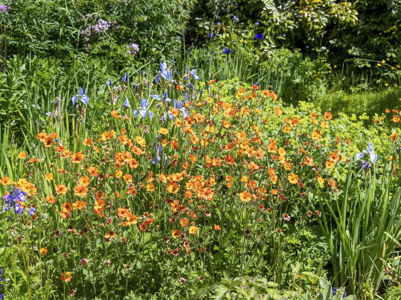 orange geums och blå irisar i en trädgård foto