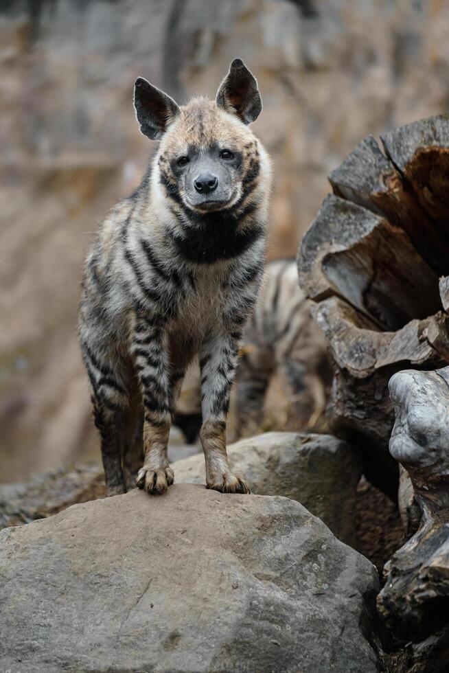 porträtt av arab randig hyena foto