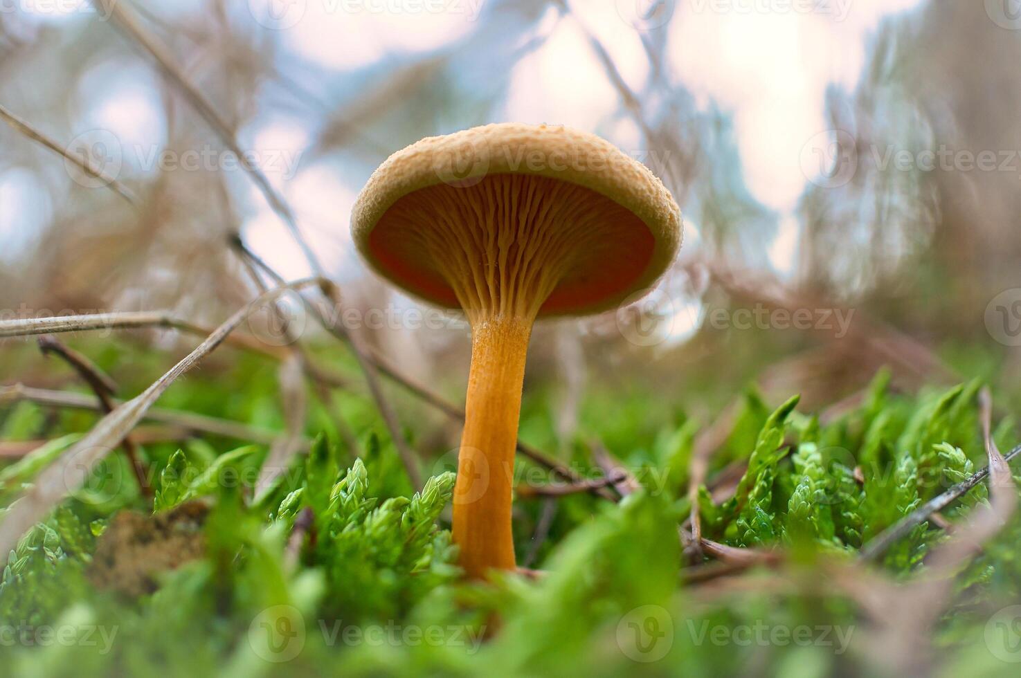 orange filigran svamp i mossa på skog golv. makro se från de livsmiljö foto