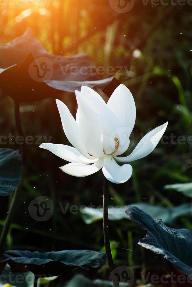 vacker vit lotusblomma foto