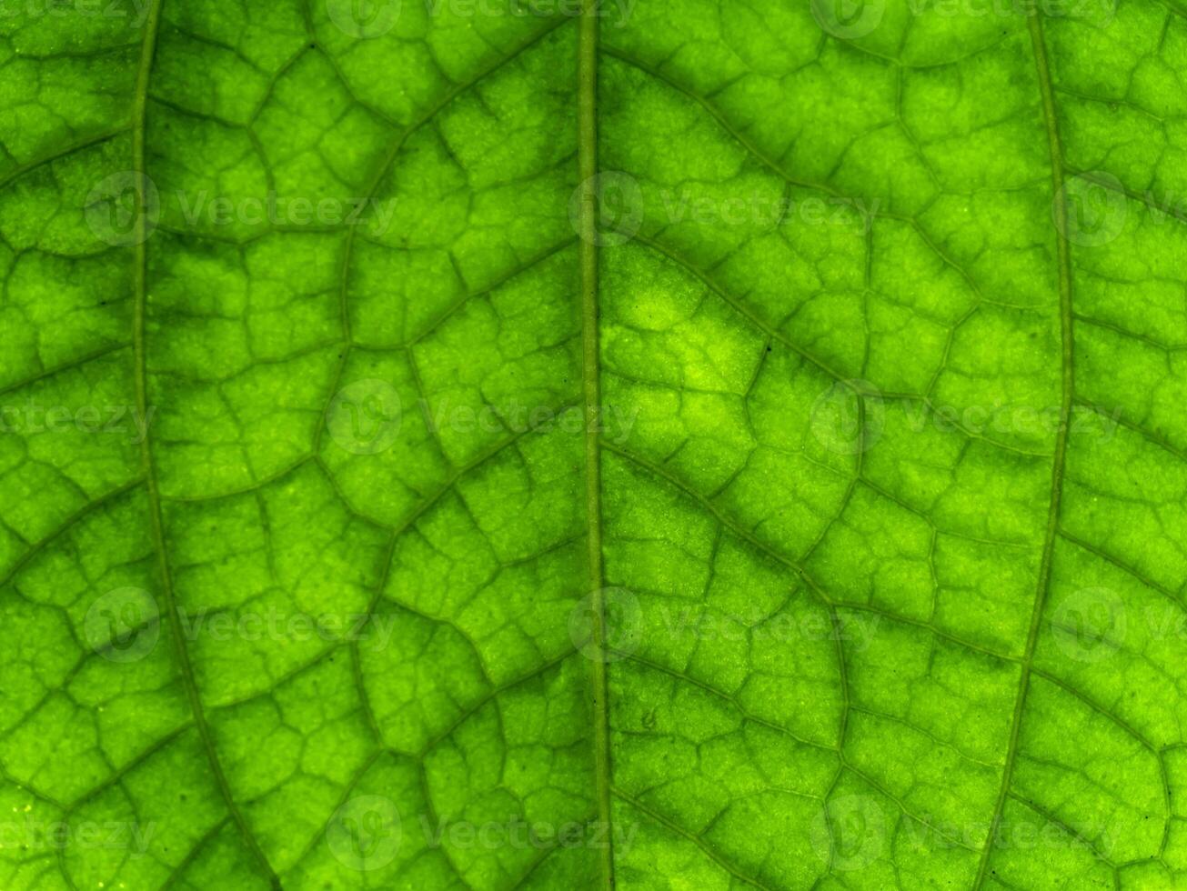 grön blad av vildbetalningar lövbuske växt. foto