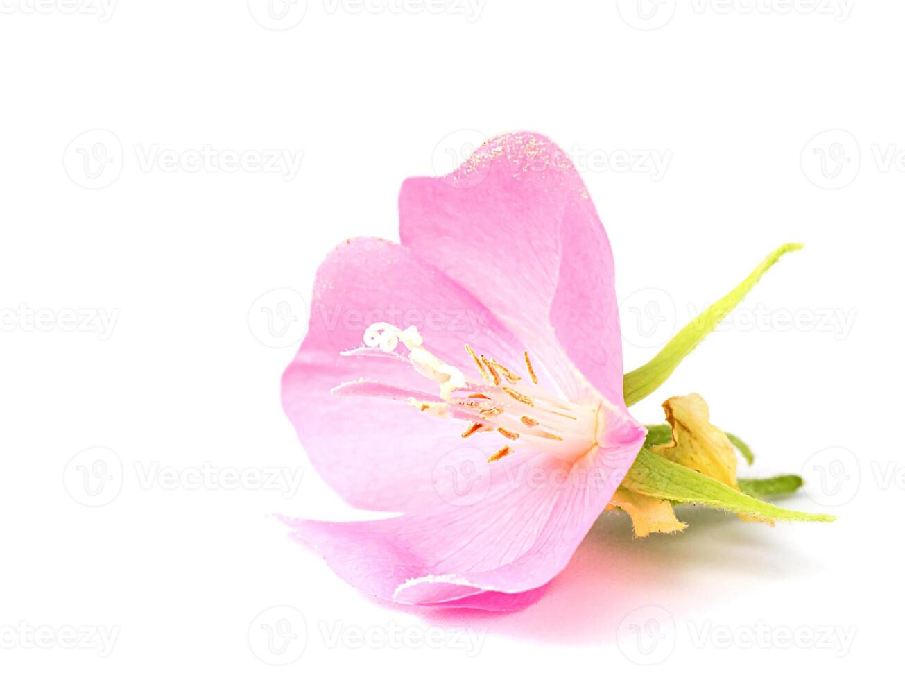 rosa dombeya blomma på vit jord. foto