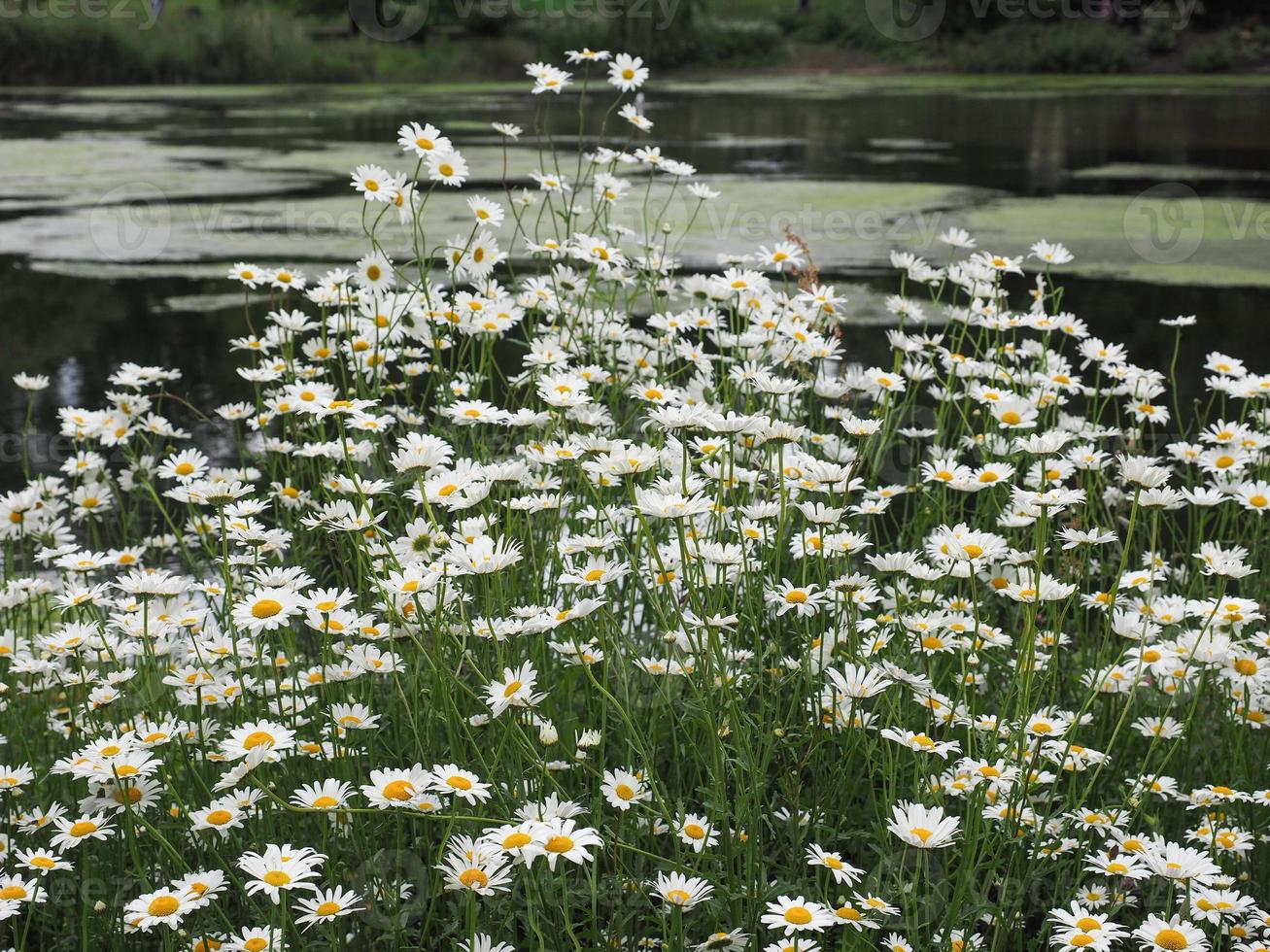 vit tusensköna blomma foto