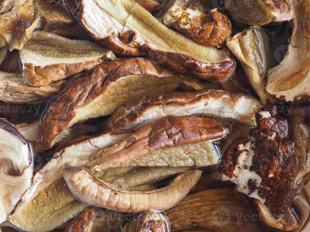 porcini boletus edulis svampmat foto