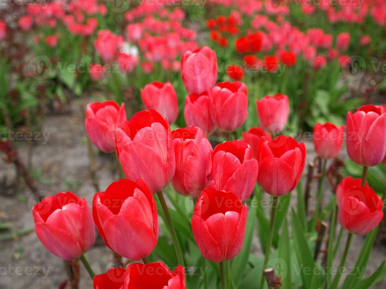 röda tulpaner blommor foto