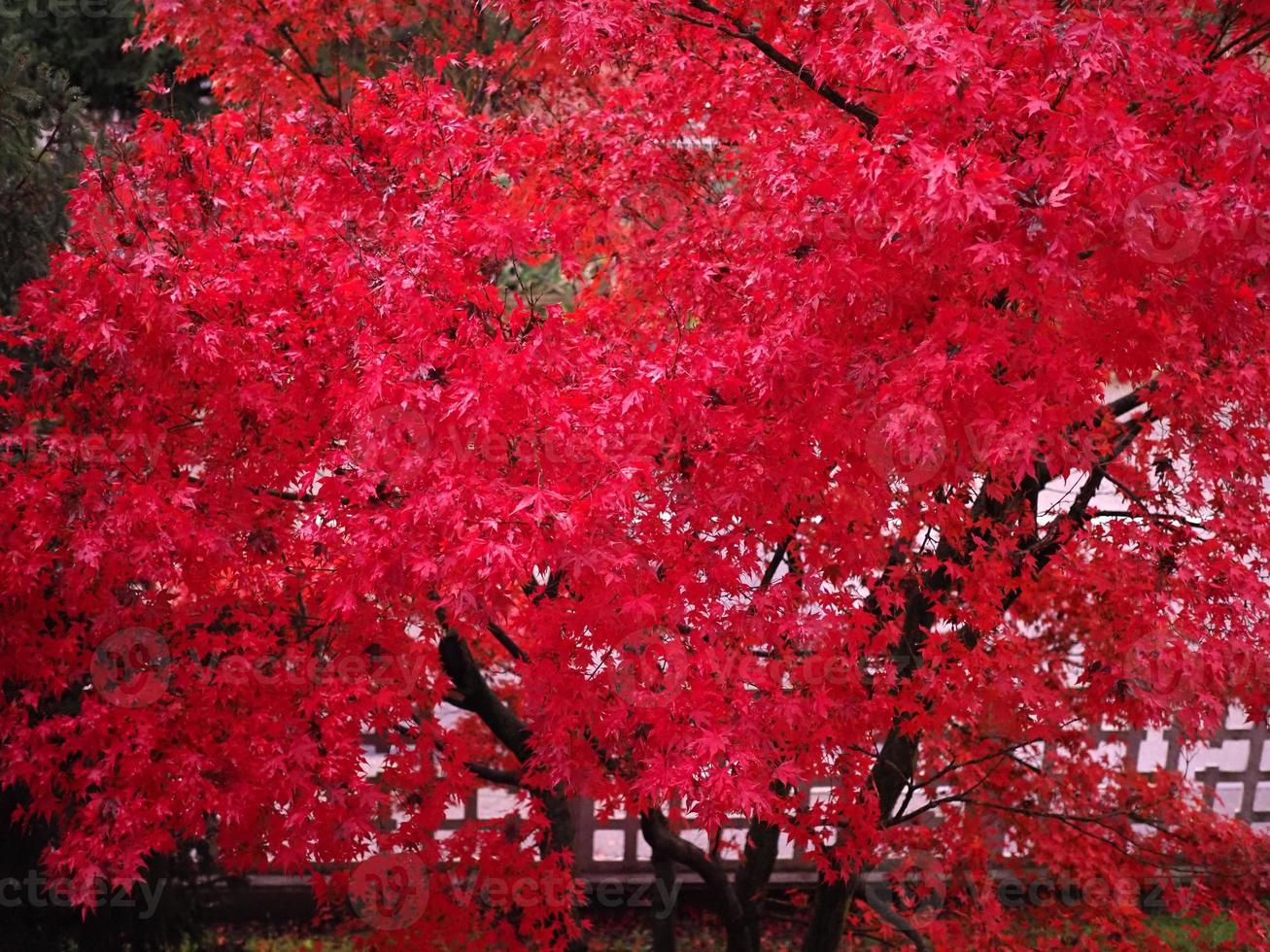 röd lönn acer träd foto