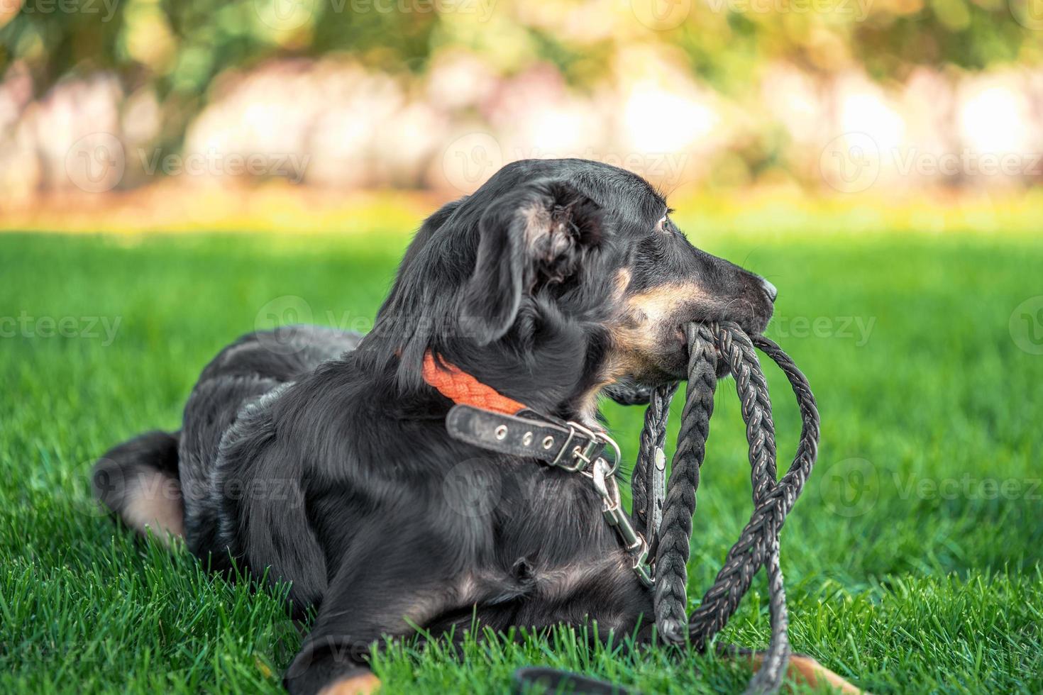 mongrel valp gnager ett läder koppel på en promenad i parken foto