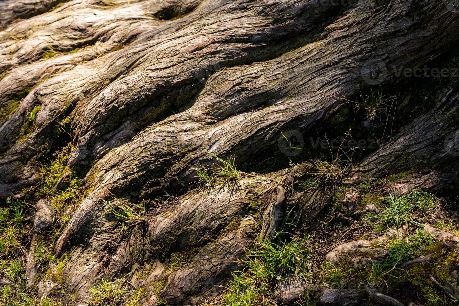 nära fokus på torra rötter av gamla träd med solljus. foto
