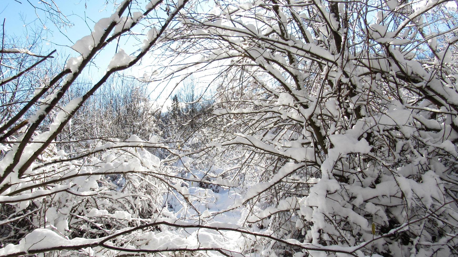 väg i vinterskog täckt med snö. landskap med skog på vintern. foto