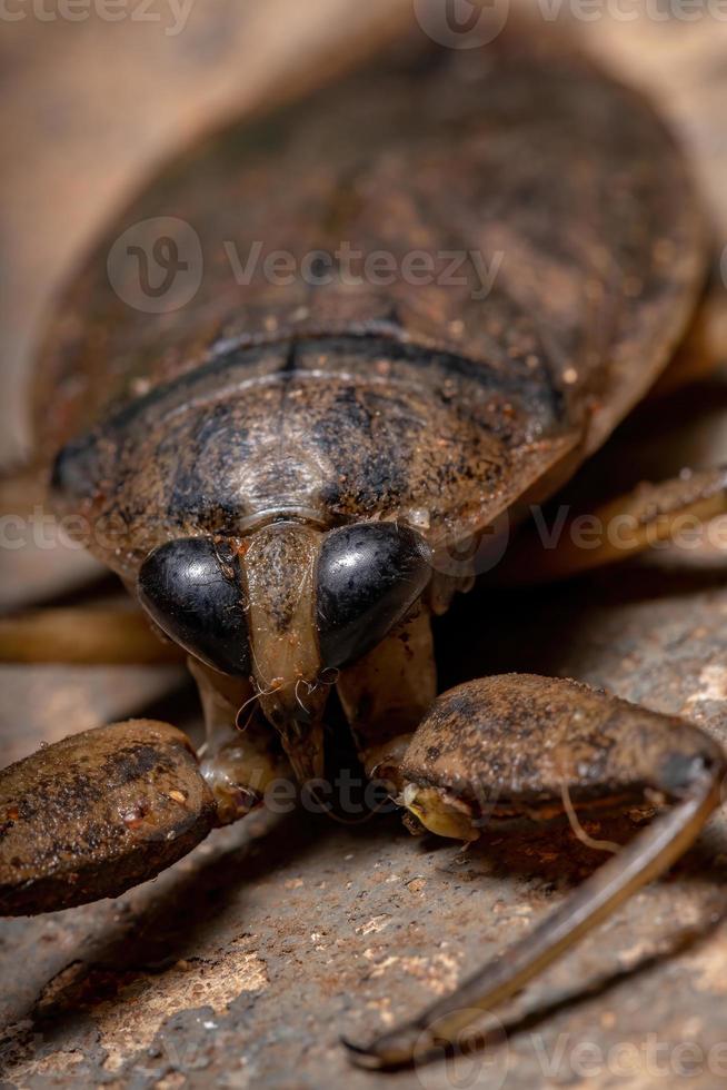 vuxen jätte vattenbugg foto