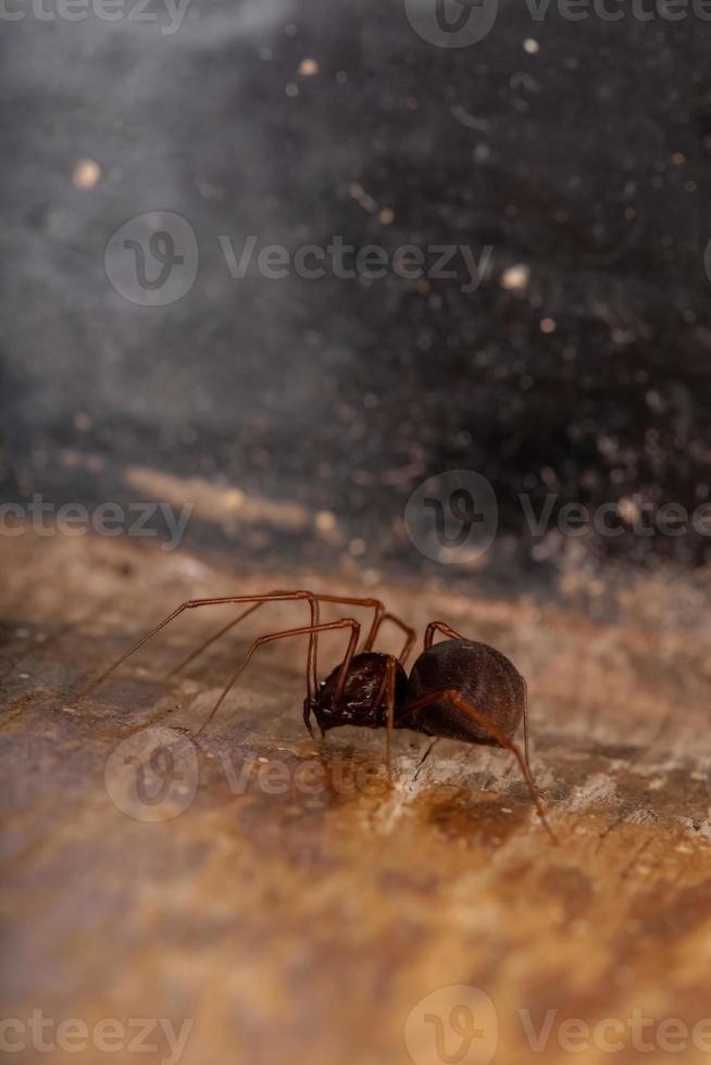 brun spottande spindel foto
