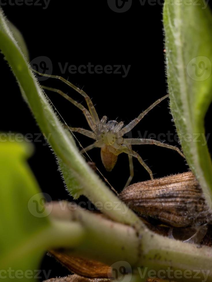 plantskola webb spindel foto