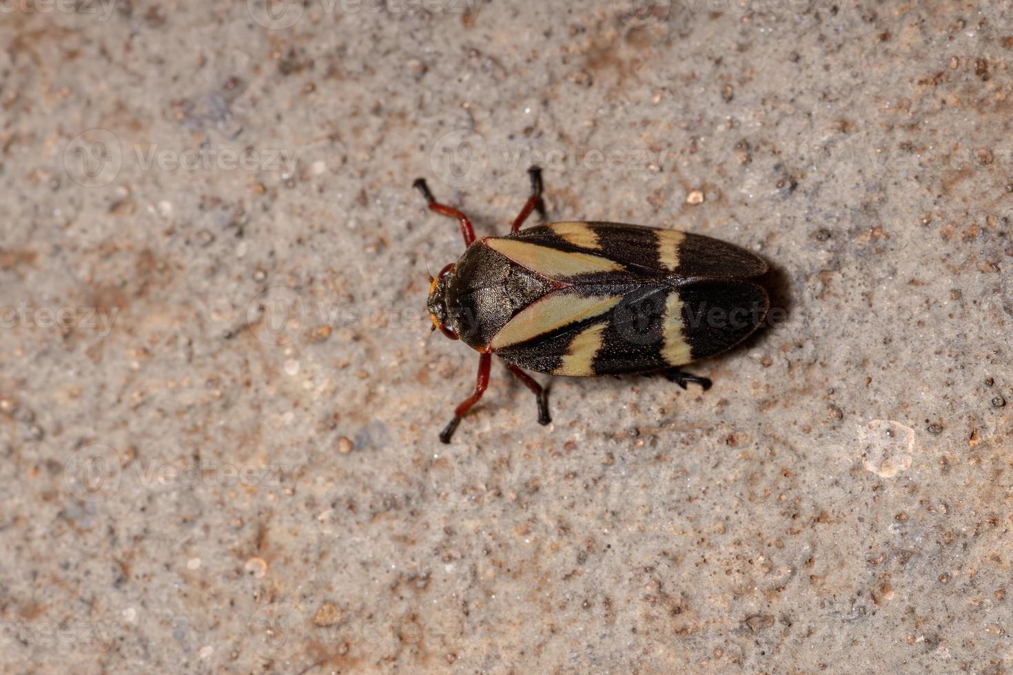 vuxen froghopper insekt foto