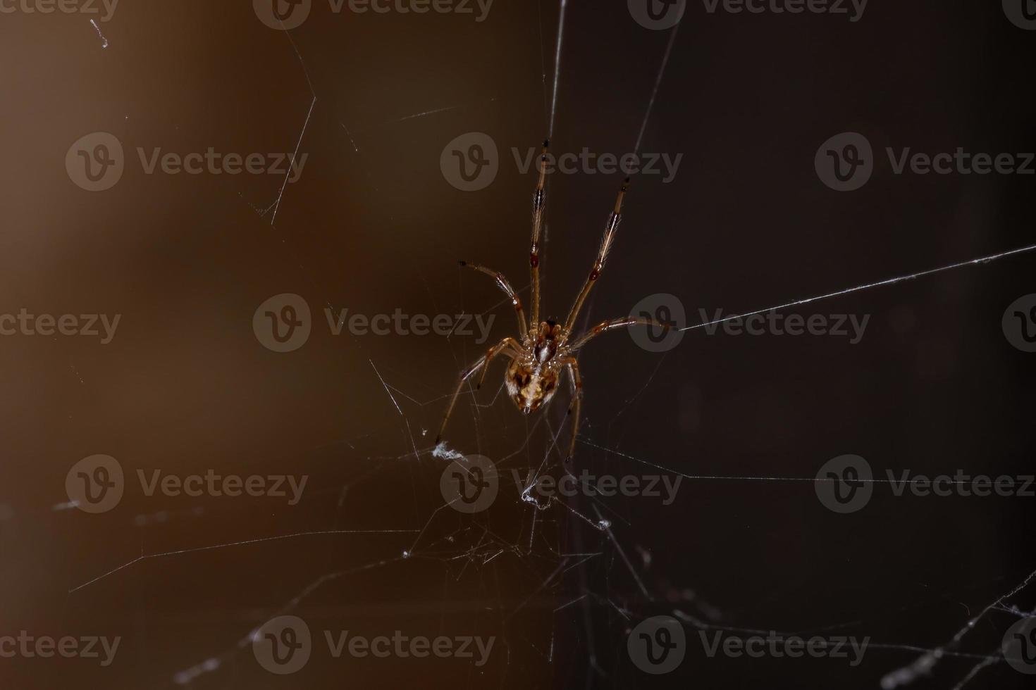 liten brun änka foto