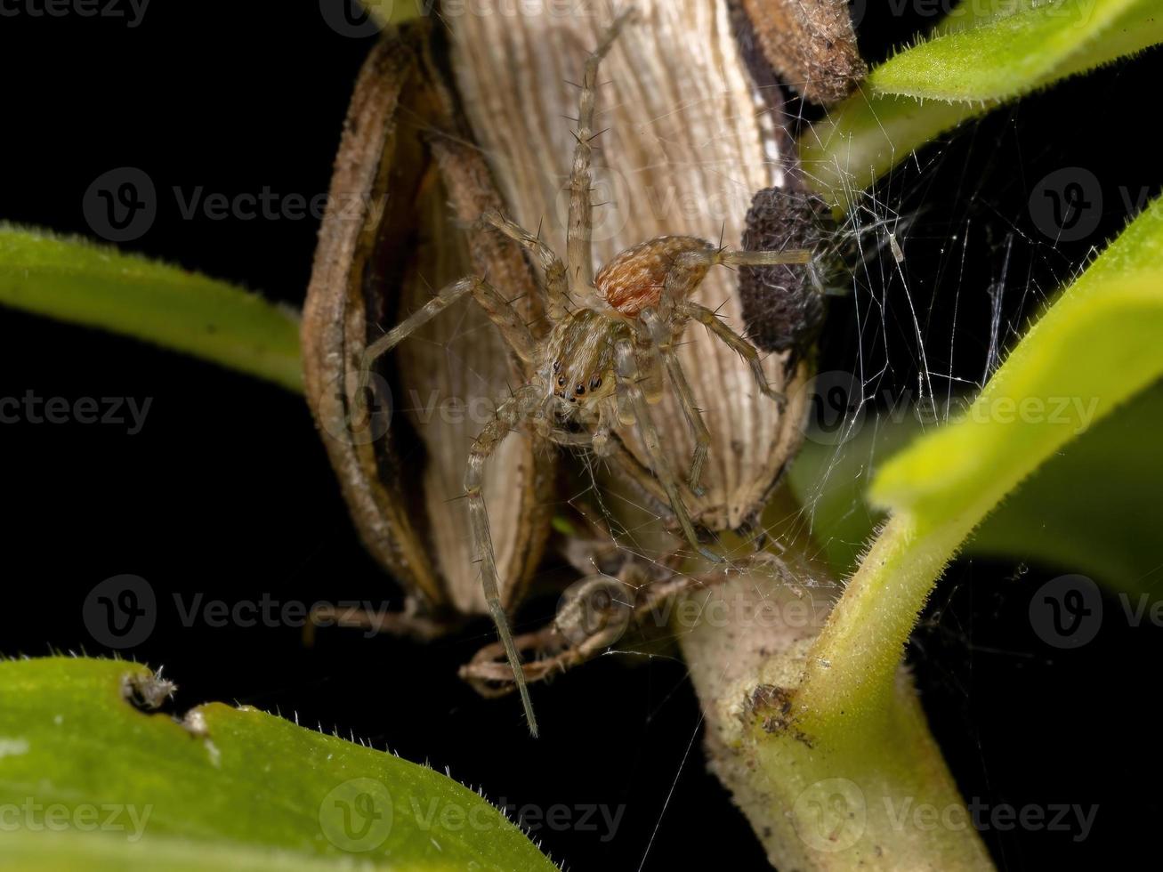 plantskola webb spindel foto