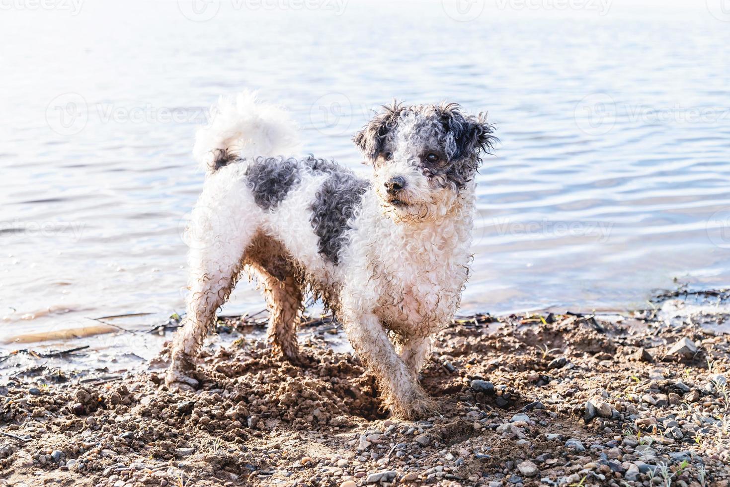 söt bichon frise hund som går vid vattnet foto