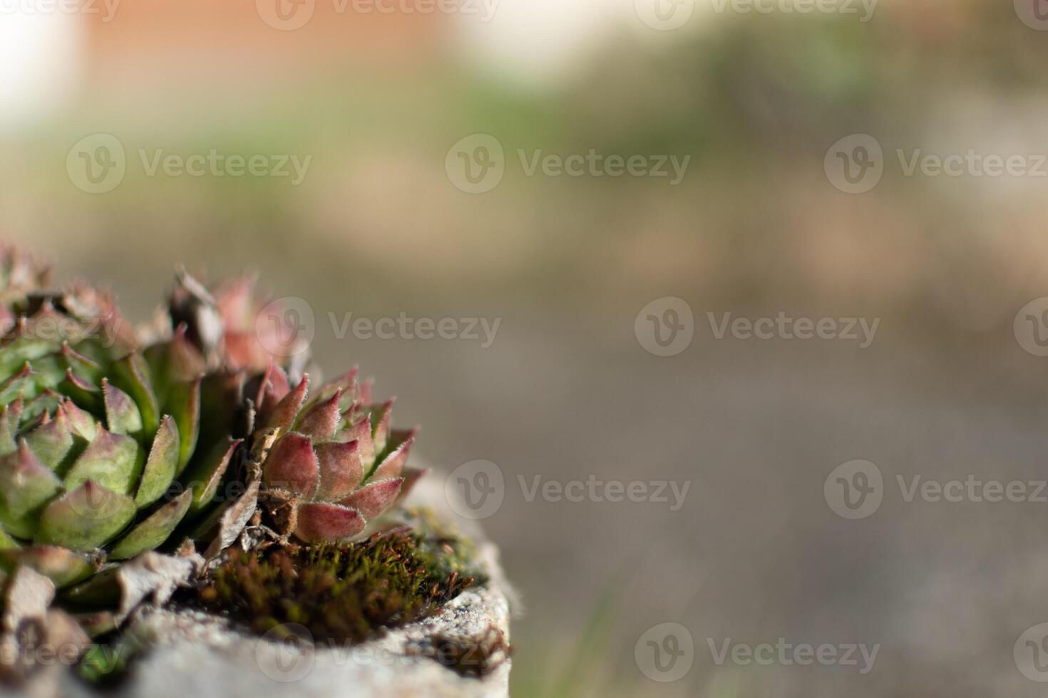 sempervivum tectorum, allmänning huslök. perenn växt växande i blomma pott. sempervivum i natur. leva föralltid växt, saftig. foto