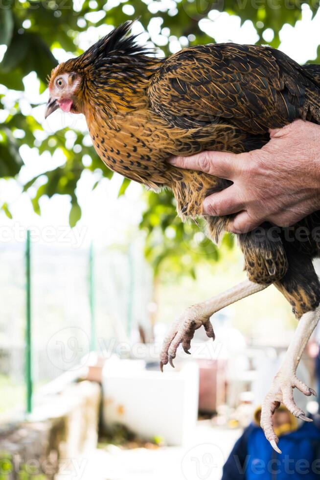 kvinnas hand innehav en skön höna i en gård foto