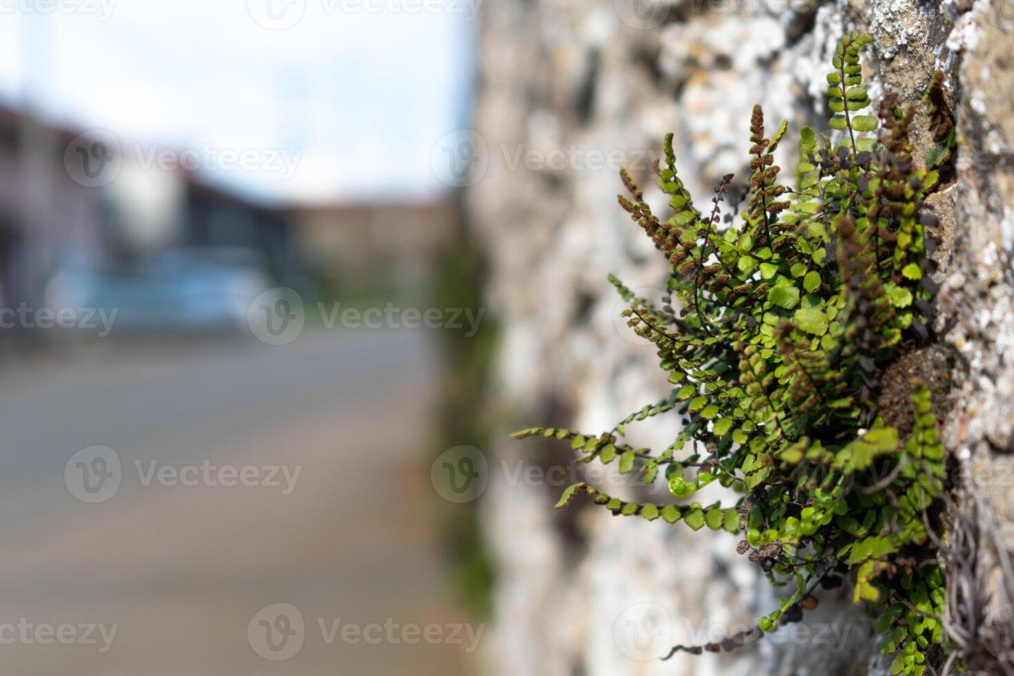 asplenium trichomanes, jungfruhår mjältört växande på en sten vägg foto