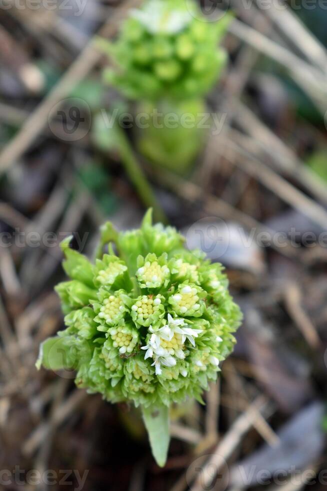 de vit smörbur, de först blommor av vår. smörgås albus i de skog i en fuktig miljö, längs vattendrag. i Frankrike, Europa. blomma topp se. foto