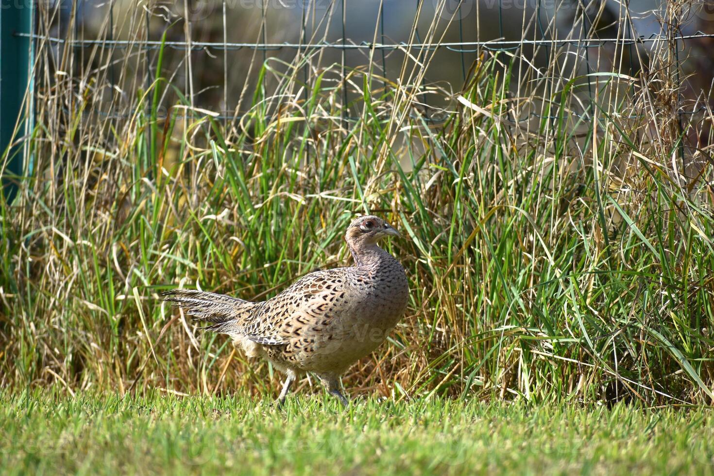 fasan kvinna gående på en gräs fält. profil se, phasianus colchicus foto