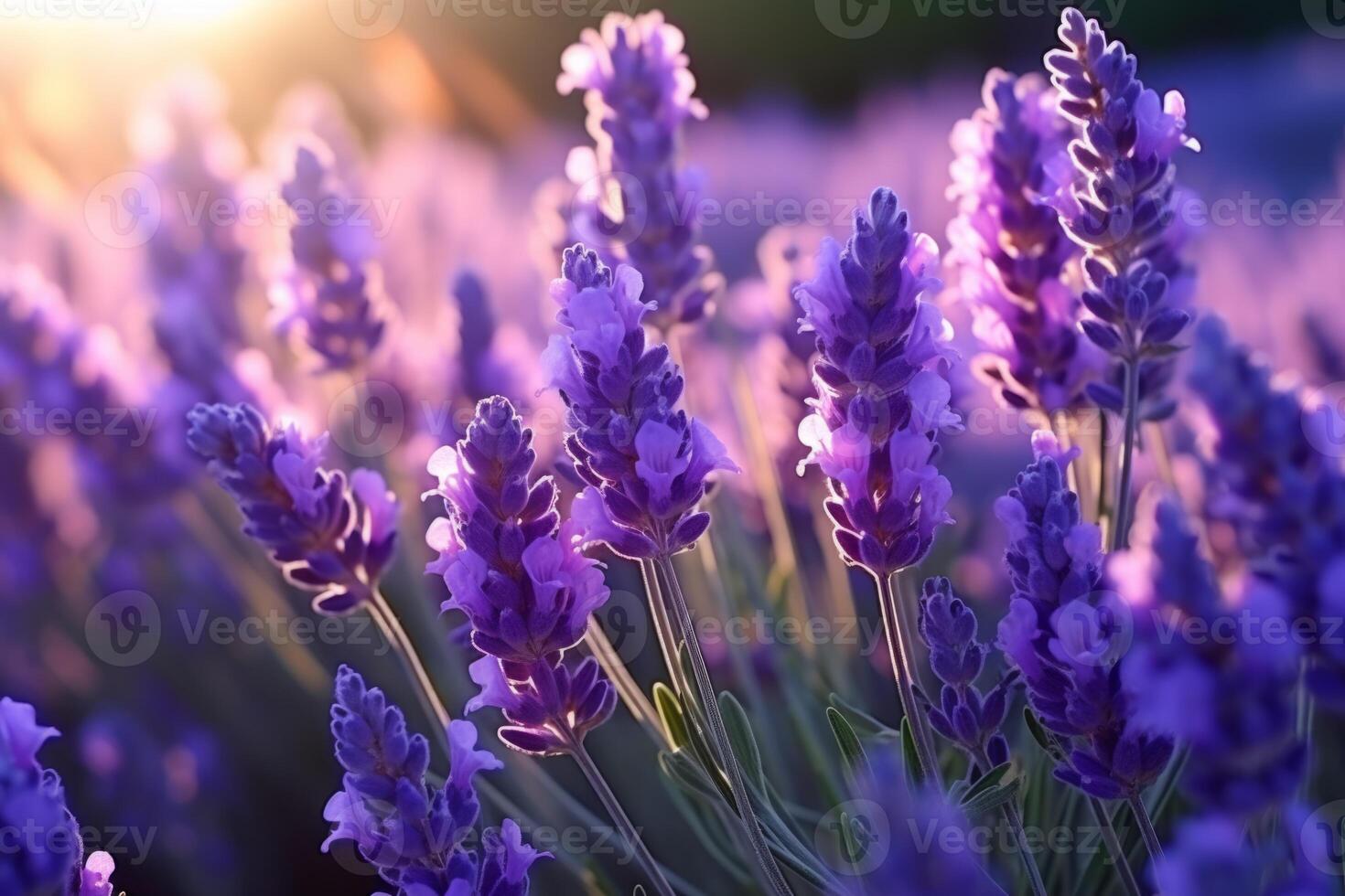 ai genererad sydlig Frankrike Italien lavendel- provence fält blomning violett blommor aromatisk lila örter växter natur skönhet parfym arom sommar trädgård blomma botanisk doft doft äng foto