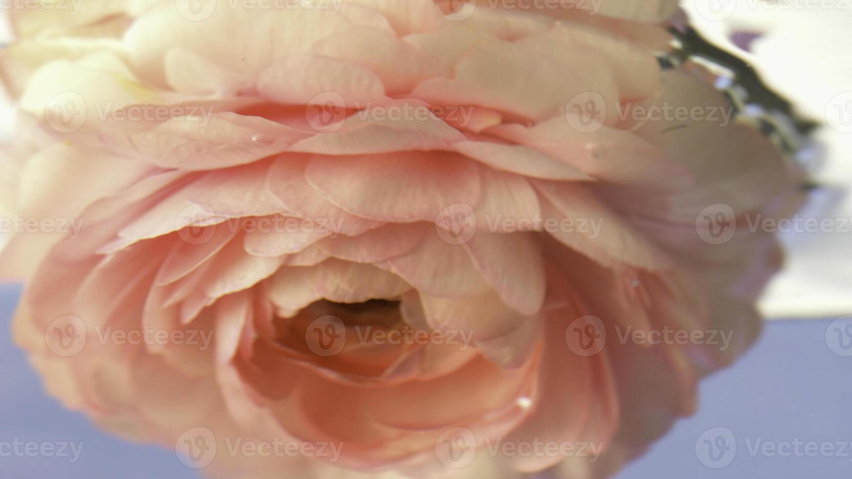 en små rosa rosebud .stock footage.vatten in i som en delikat blomma är sänkt och drivs runt om i en cirkel. foto