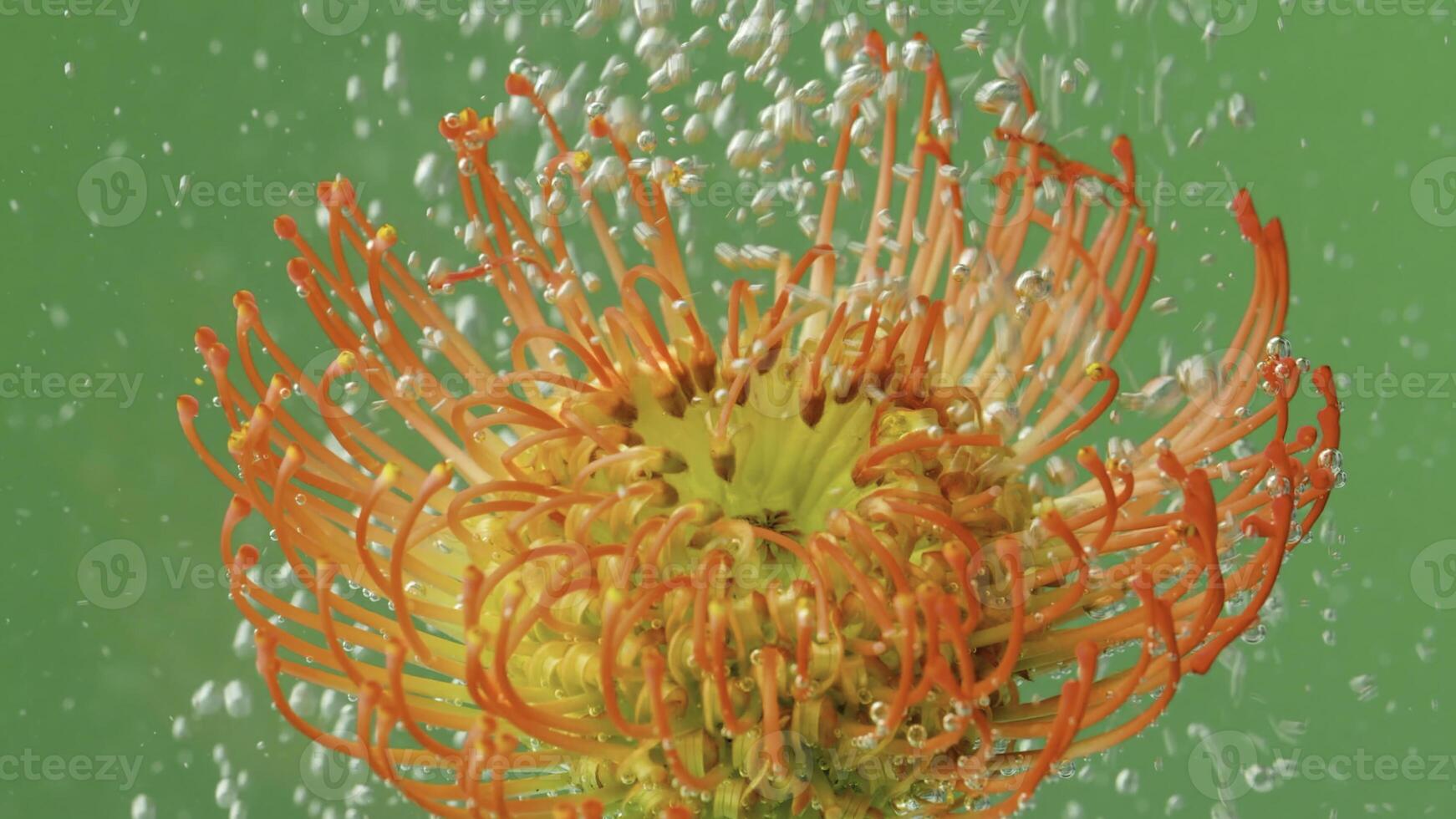 en ljus blomma .stock footage.green bakgrund med bubblor den där falla på en ljus öppen blomma i makro fotografi. foto