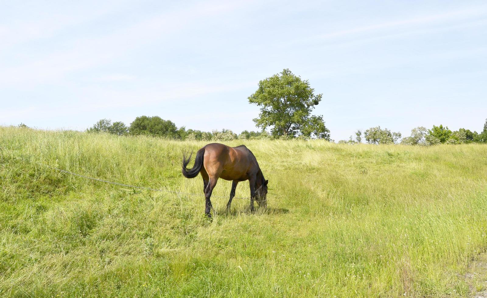 vacker vildhäst hingst på sommarblommaäng foto