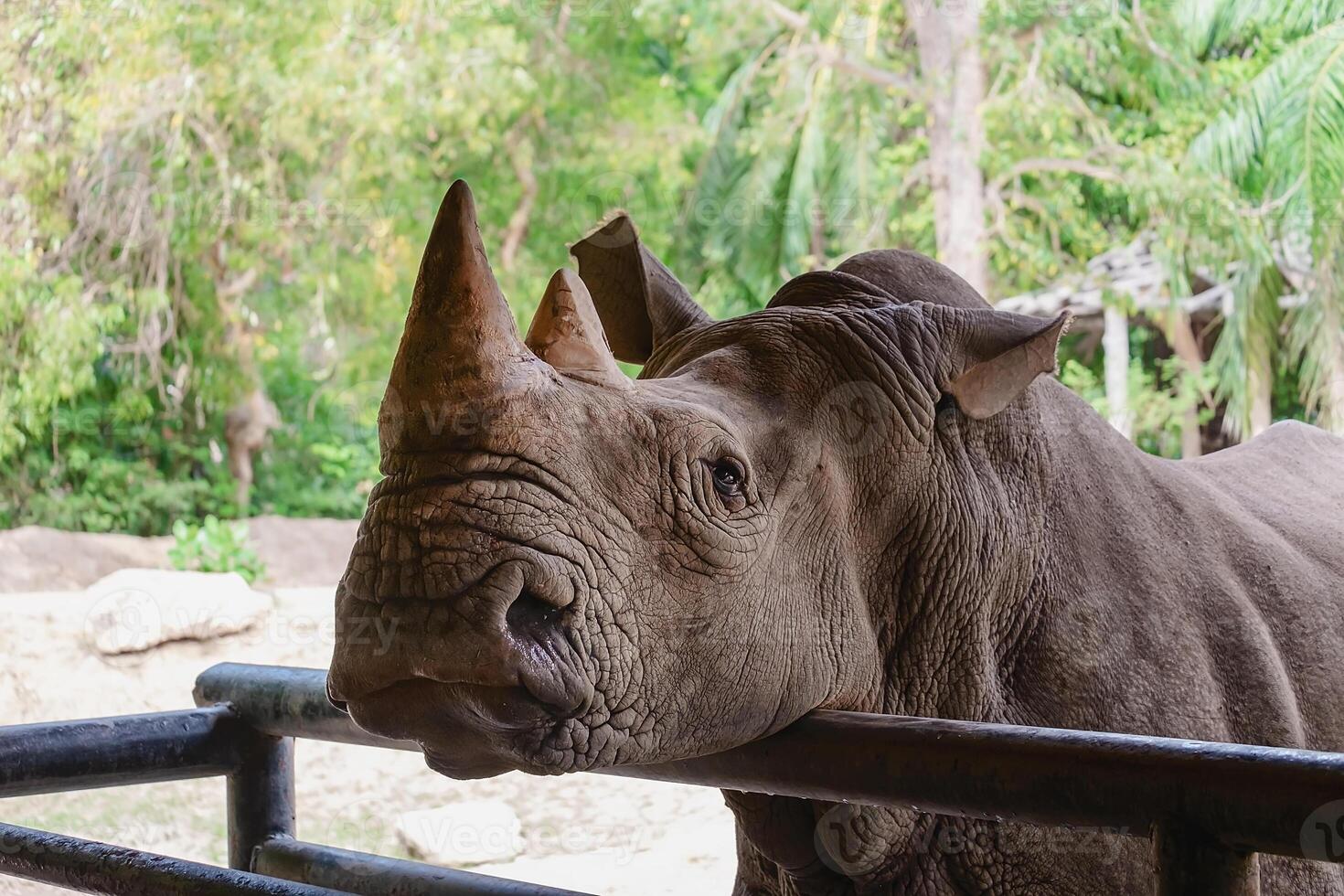 vit noshörning för djur- och vilda djur och växter begrepp foto