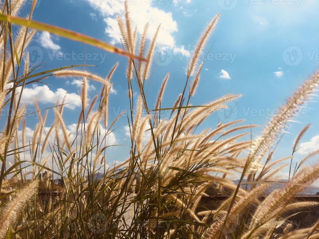 fjäder gräs fält mot blå himmel bakgrund foto