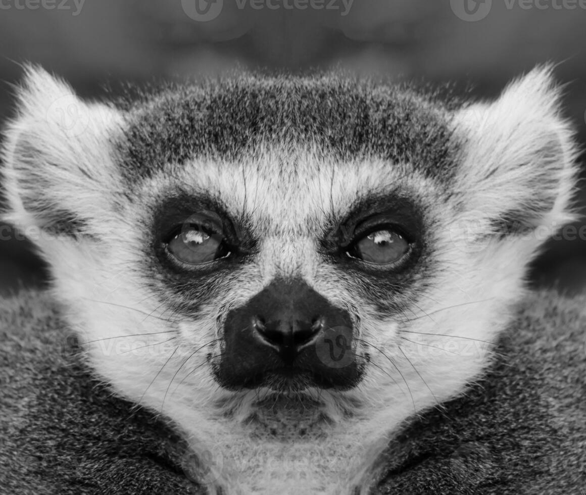 en skön svart och vit porträtt av en apa på stänga räckvidd den där utseende på de kamera. lemur. foto