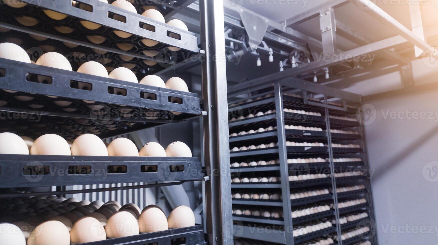 teknologi av kläcknings inkubation maskin för ägg kyckling, kyckling född bearbeta på de kläcknings produktion. skuggning ägg på de inkubation maskin. foto
