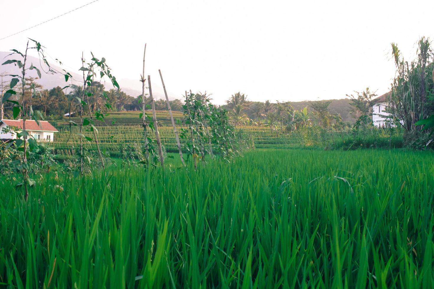 vidd av grön ris fält foto