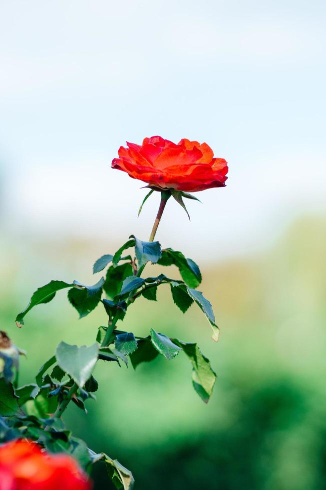 rosa rosor i trädgården foto