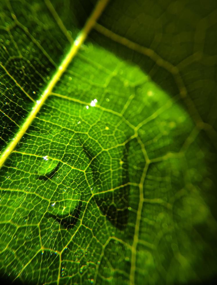 naturlig bakgrund närbild. vackra droppar genomskinligt regnvatten på ett färgat bladmakro. foto