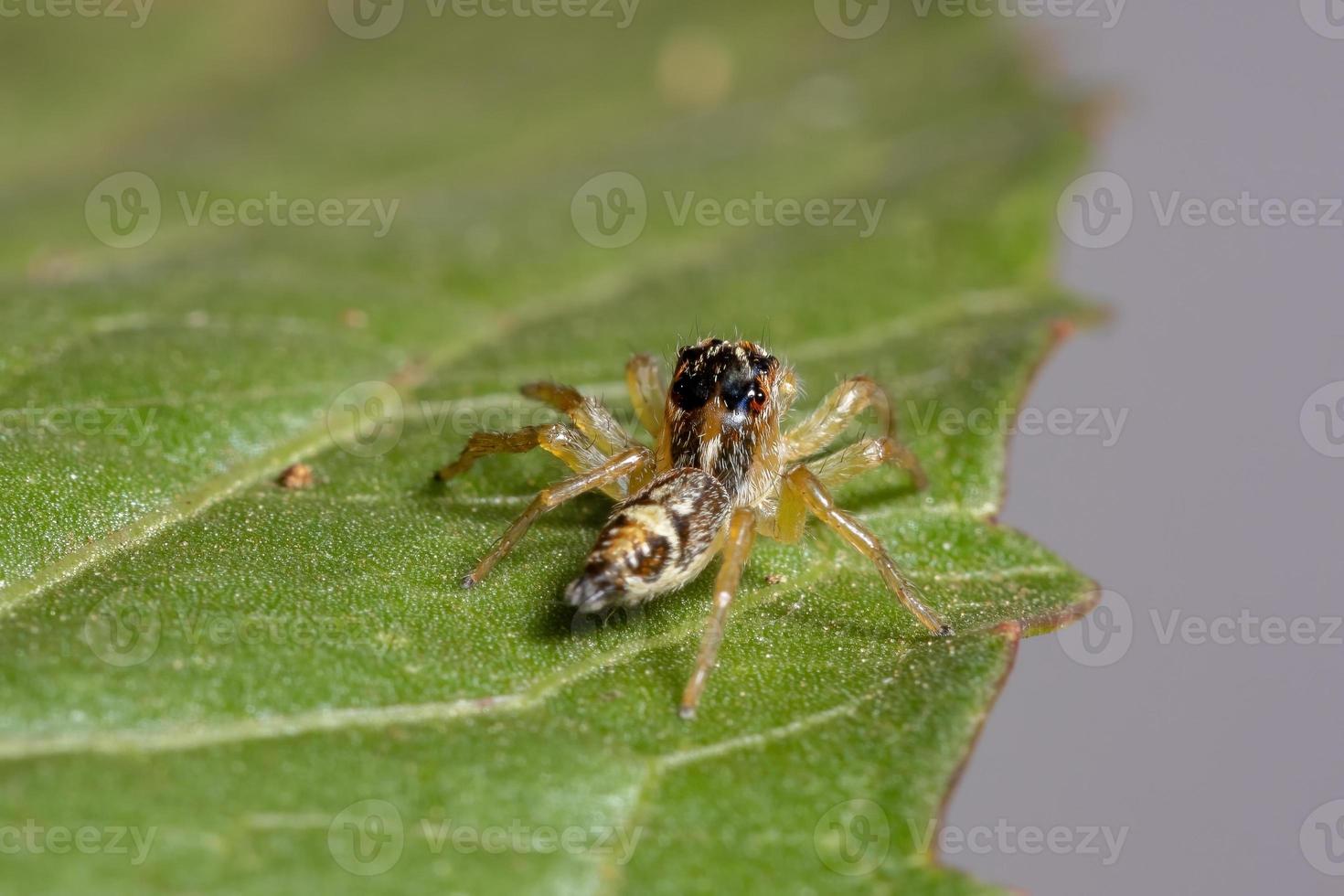 liten hoppande spindel foto